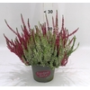 Calluna Garden Girls twin