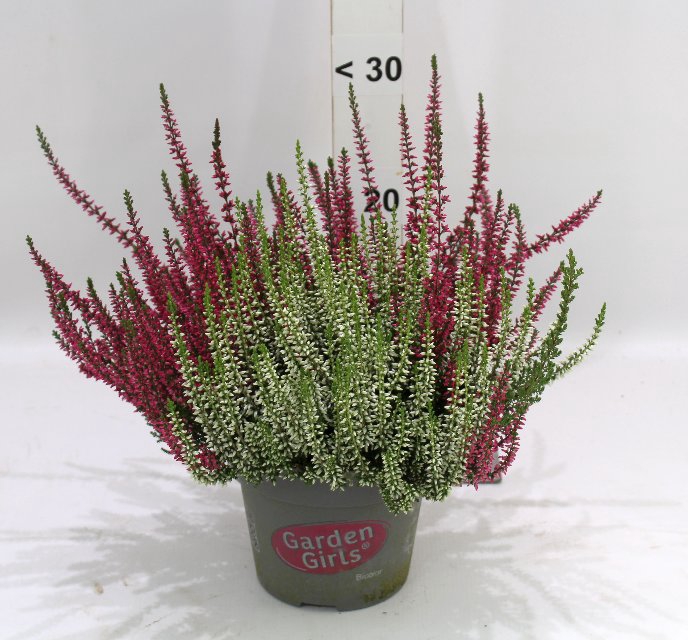 Calluna Garden Girls twin