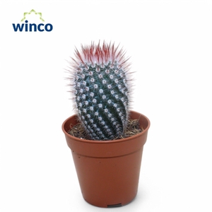 Notocactus Scopa Rubra