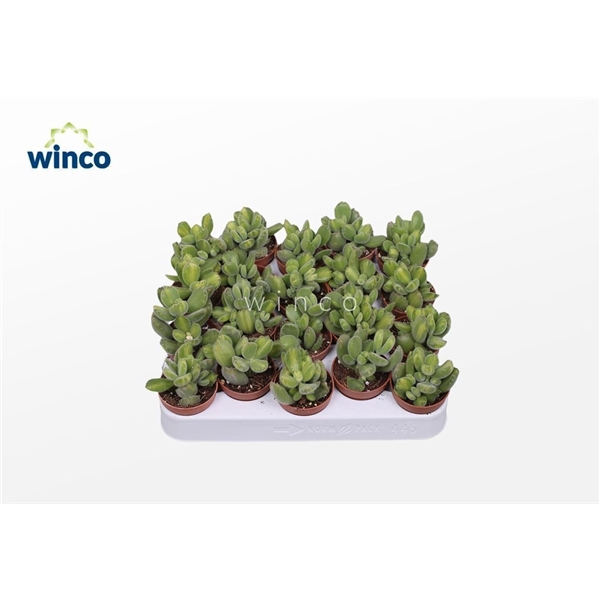 <h4>Cotyledon Ladysmithiensis (Green Stripes)</h4>