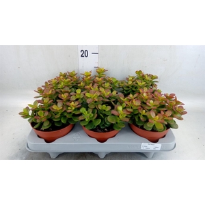 Crassula ovata 'Minor'