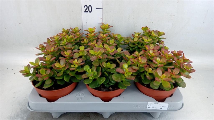 <h4>Crassula ovata 'Minor'</h4>