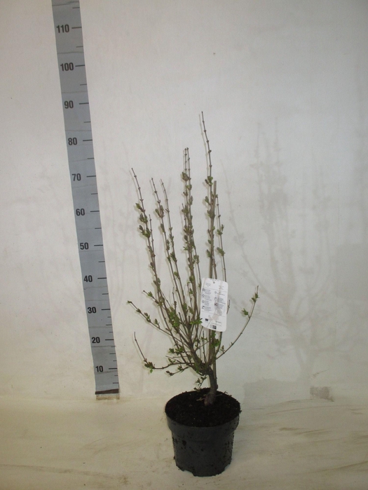 <h4>SYRI MEY PALIBIN</h4>