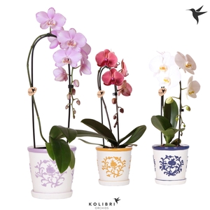 Kolibri Orchids Phalaenopsis Cascade Niagara Fall mix 1 spike in Malaga pot mix