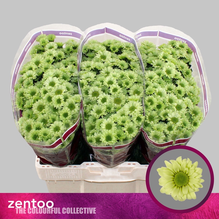 <h4>Chr San Turtle Zentoo</h4>