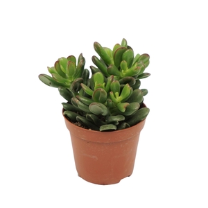 Crassula ovata 'Gandalf'