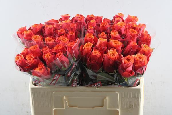 <h4>R Gr Espana L 50</h4>