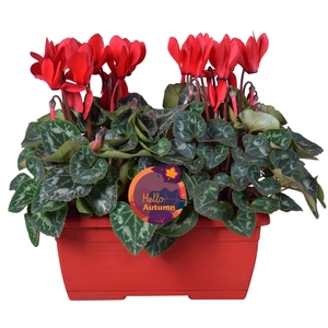 Cyclamen Ton sur Ton in rood duobakje