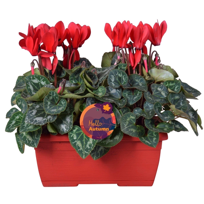 <h4>Cyclamen Ton sur Ton in rood duobakje</h4>