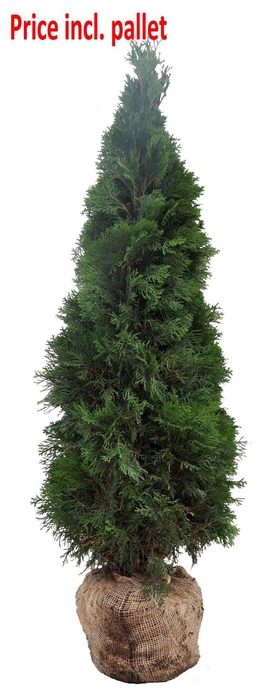 <h4>Thuja occ. Smaragd, plantmaat 140-160 cm - Rondgestoken - KLUIT</h4>