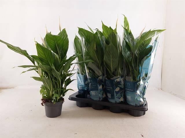 <h4>SPATH STRAUSS</h4>