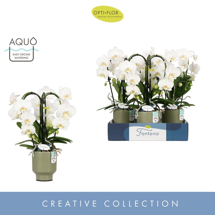 <h4>Phalaenopsis wit meer takken</h4>