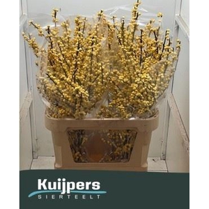 ILEX VE MAG CITRONEL