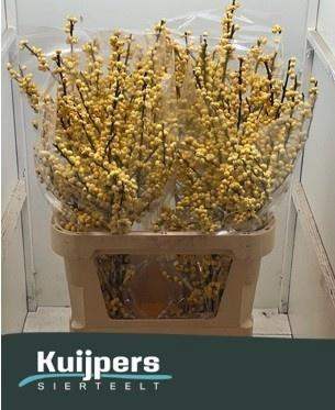 <h4>ILEX VE MAG CITRONEL</h4>