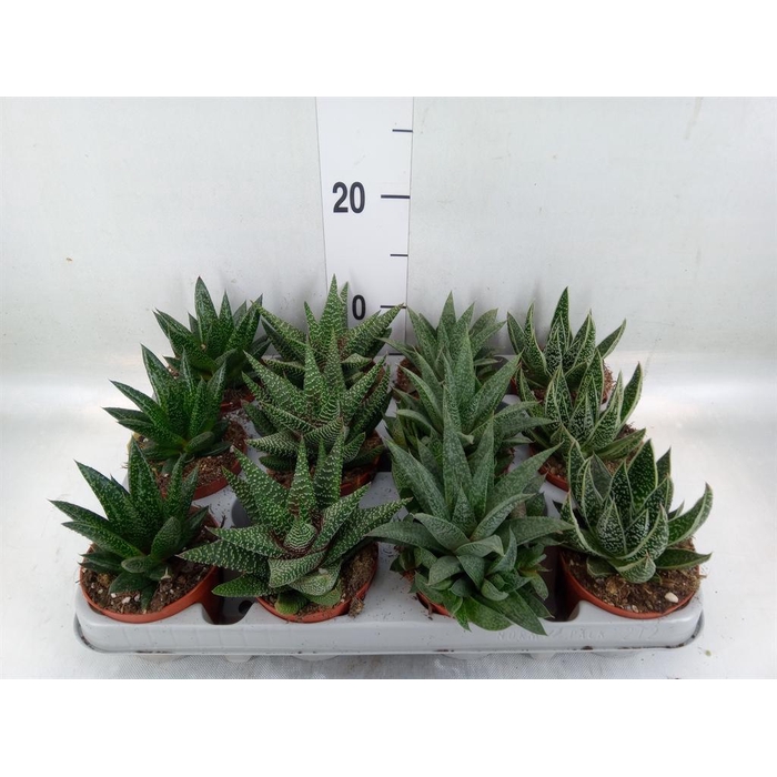 <h4>Aloe   ...mix</h4>