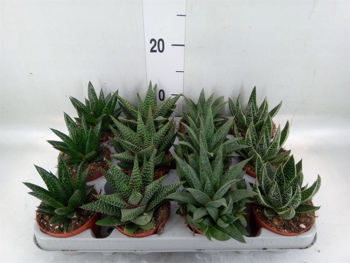 <h4>Aloe   ...mix</h4>