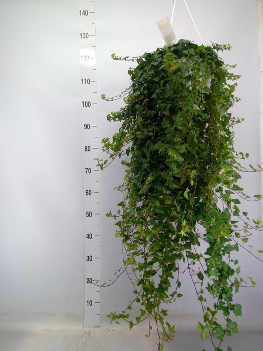 <h4>Hedera helix 'Anna'</h4>