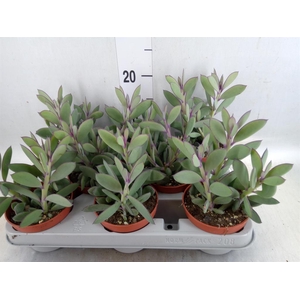 Senecio crassissimus