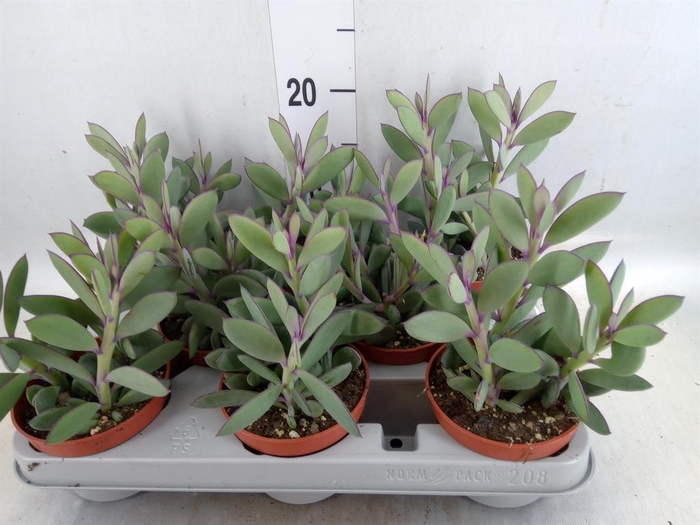 <h4>Senecio crassissimus</h4>