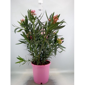 Nerium oleander   ...