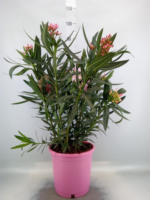 <h4>Nerium oleander   ...</h4>