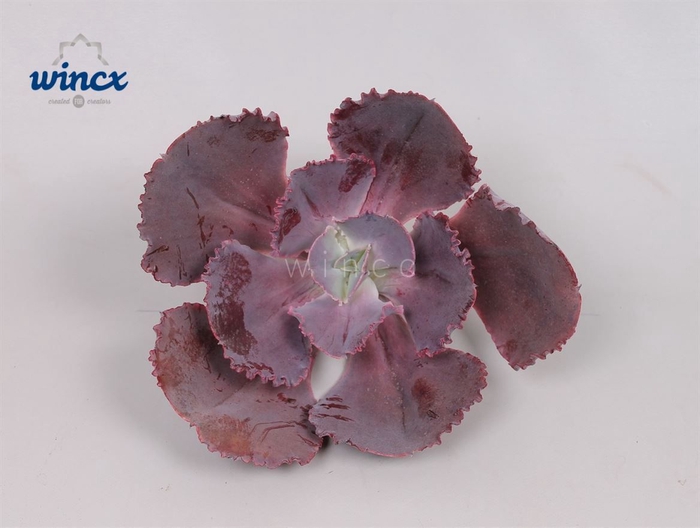 Echeveria Crenulata Cutflower Wincx-16cm