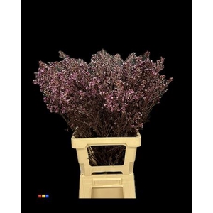 Waxflower Aubergine