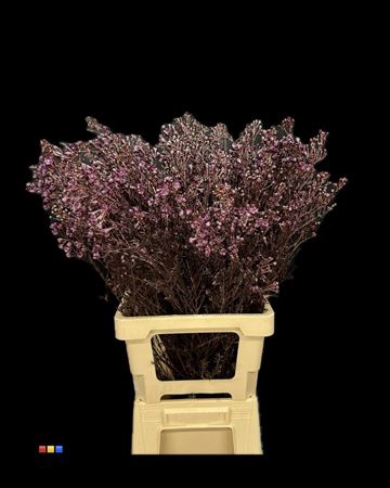 <h4>Waxflower Aubergine</h4>