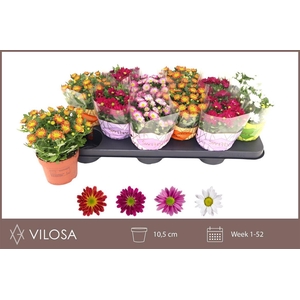 Chrysanthemum Indicum Grp Swifty gemengd