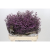 Limonium Safora Pink Sky
