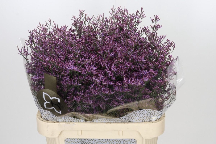 <h4>Limonium ov Piuma Sky</h4>