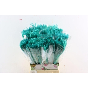 Dried Silk Worms Extra Turquoise Bunch