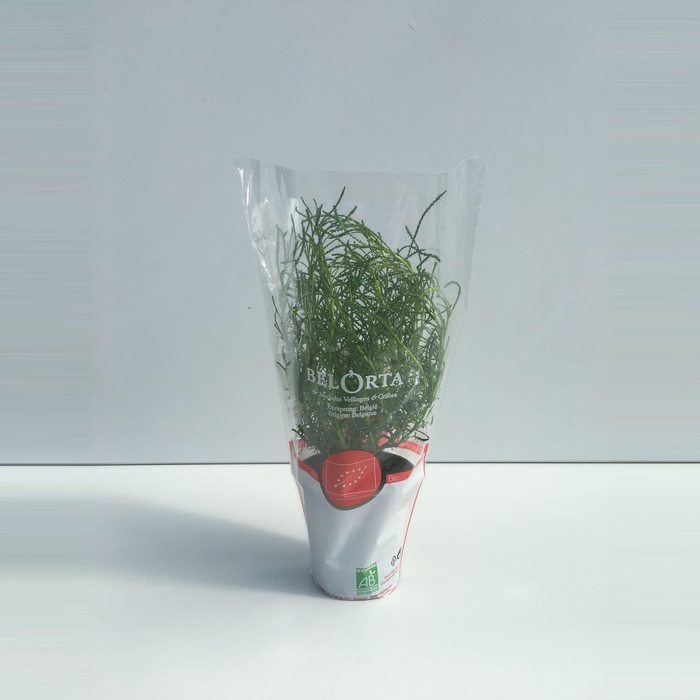 <h4>Olijfkruid P9</h4>