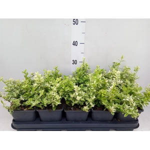 Euonymus fortunei 'Harlequin'