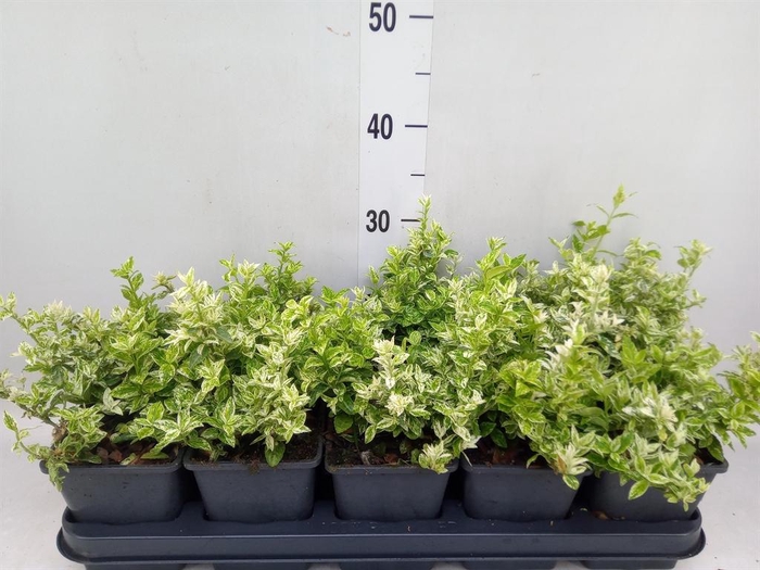 <h4>Euonymus fortunei 'Harlequin'</h4>