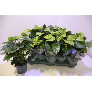 arr8 Anth Karma Smaragd