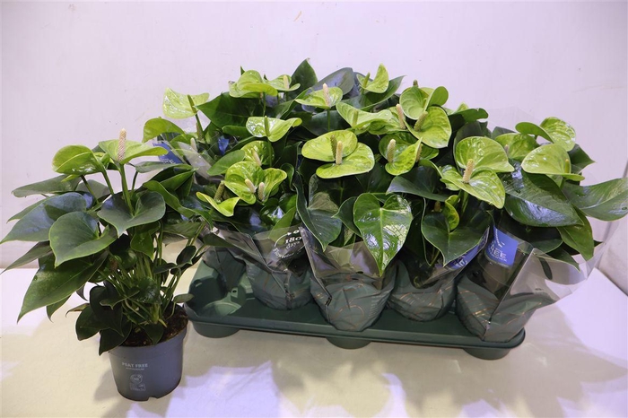 <h4>arr8 Anth Karma Smaragd</h4>