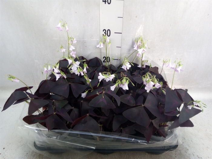 <h4>Oxalis   ...</h4>