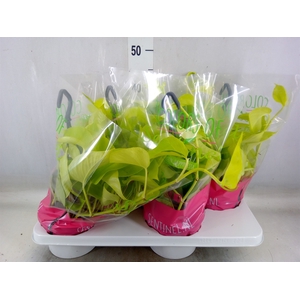 Epipremnum pinn. 'Golden Pothos' HG