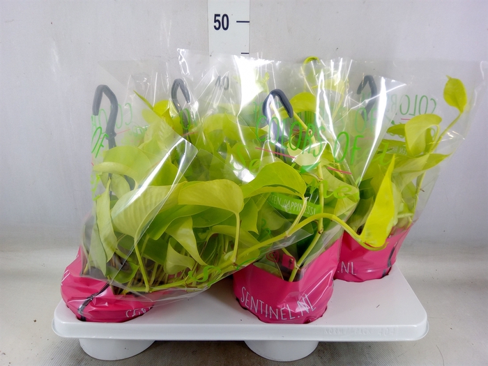 <h4>Epipremnum pinn. 'Golden Pothos' HG</h4>