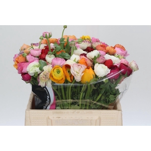 Ranunculus Elegance Rainbow