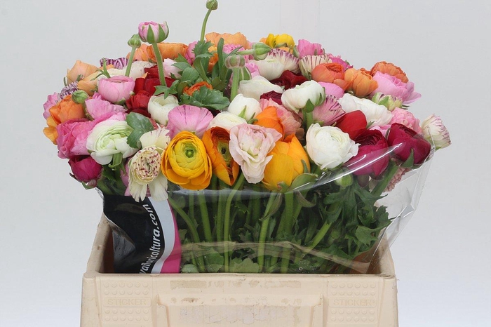 <h4>Ranunculus Elegance Rainbow</h4>