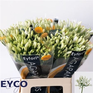 Agap Eyfori White