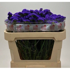 LIM S MARINA VIOLET 65 gr