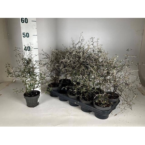 COROKIA COTONEASTER P12