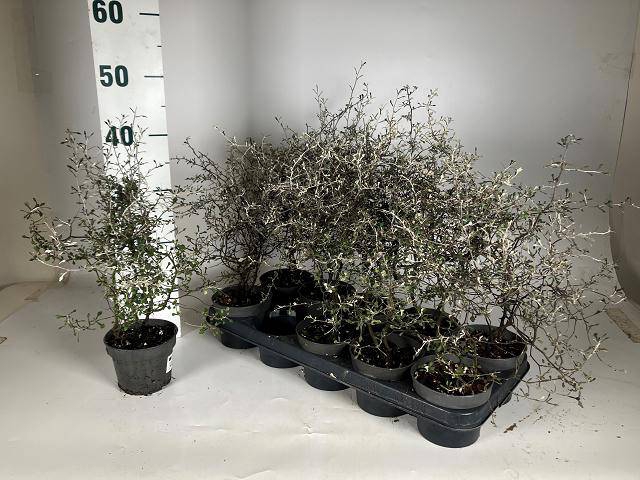 <h4>COROKIA COTONEASTER P12</h4>