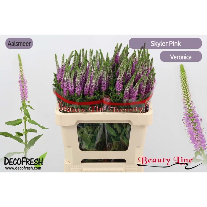 <h4>VERON L SKYLER PINK</h4>