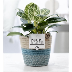 Philodendron White Wave in P&PURE Fashionpot Valerie