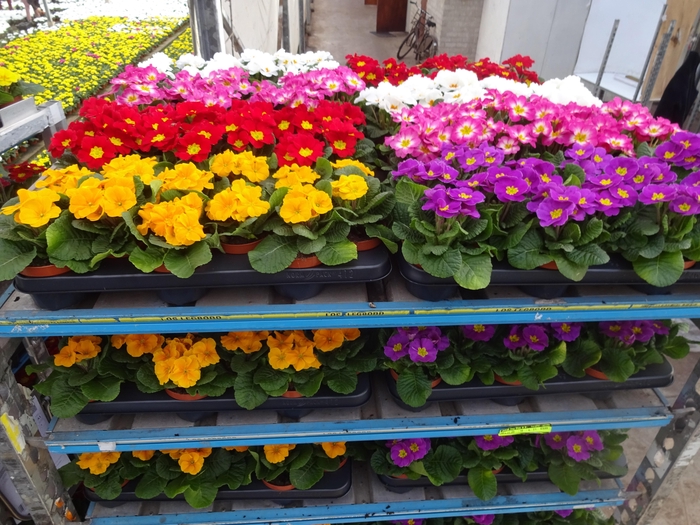 <h4>PRIM AC MIXK</h4>