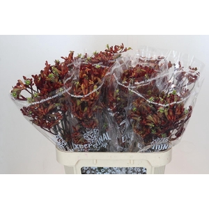 Anigozanthos Skippy Red